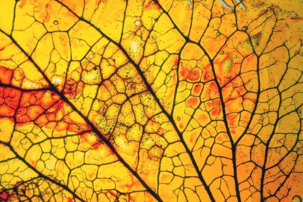 Diamalerei - Brandwüste