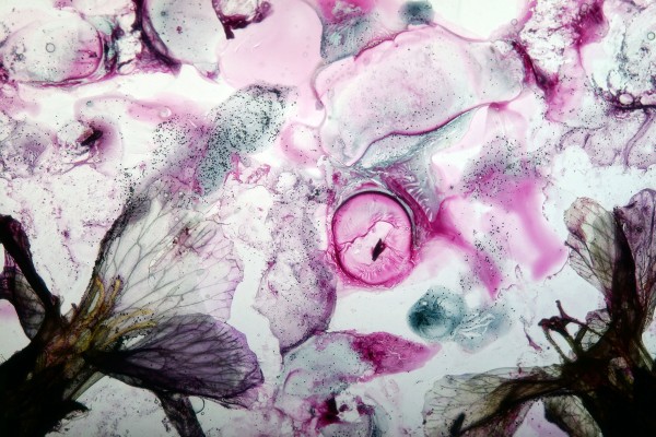 Diamalerei - Flower Concert