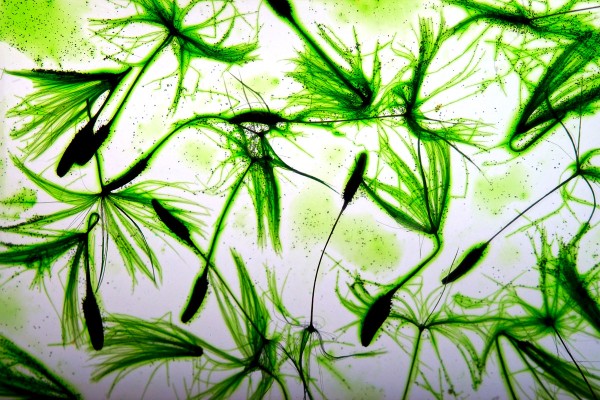 Diamalerei - Tinker Bell