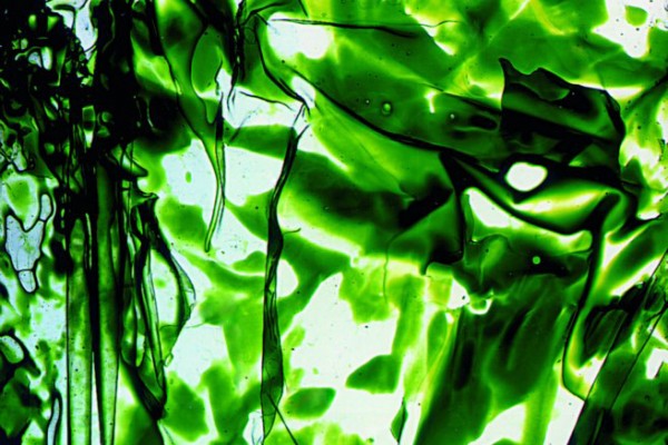 Diamalerei - In The Jungle